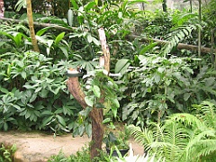 097 Kuranda Butterfly Sanctuary